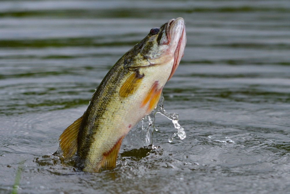 Finding Fishing Sucess at Lake Toho