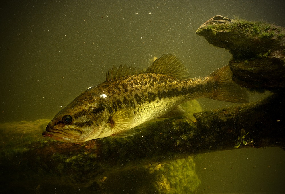 Florida Bass Fishing - Florida Bass Fishing Guides