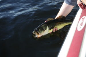 best-lake-toho-fishing-guide