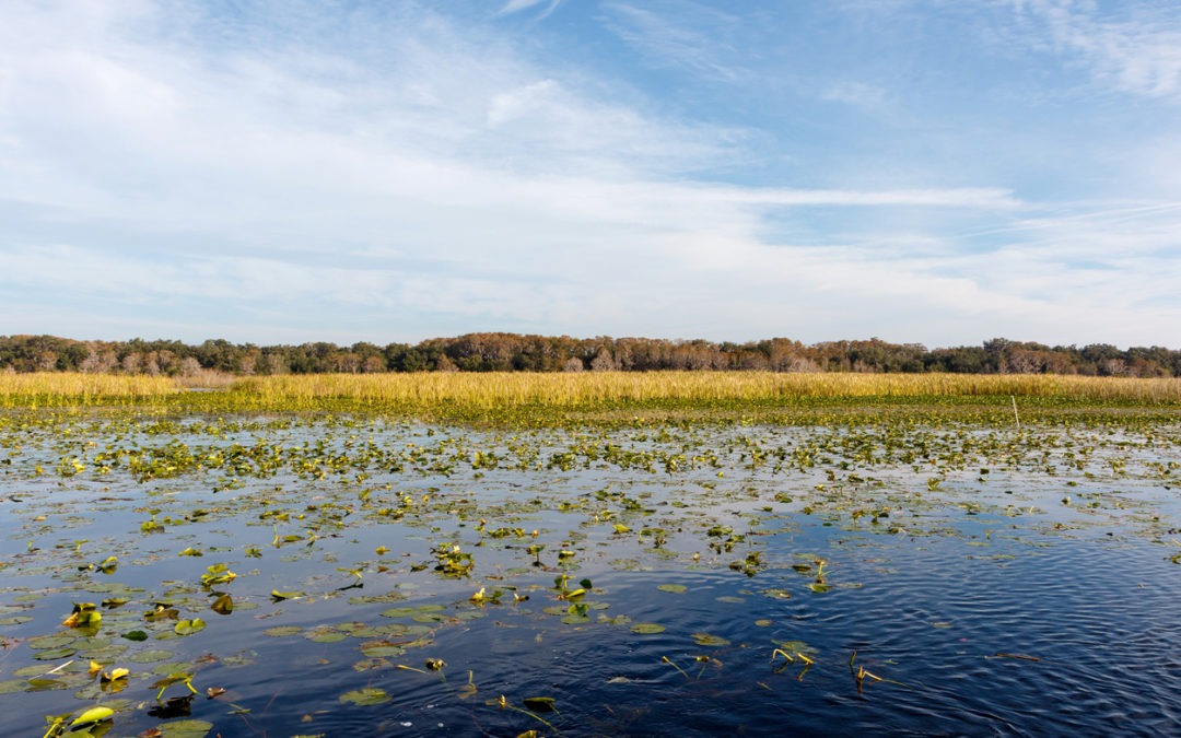 Best Lake Toho Fishing Guide