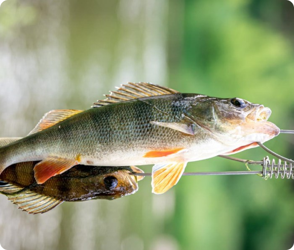 Florida Bass Fishing Guides | Shiner Fishing Technique Orlando