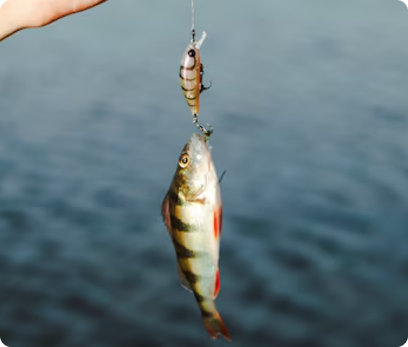 Florida Bass Fishing Guides | Shiner Fishing Technique Orlando